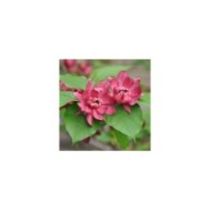 Arbre aux anémones ‘Hartlage Wine’ - Calycanthus (J Biochemist / flickr.com)