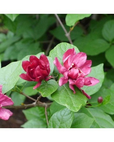 Arbre aux anémones ‘Hartlage Wine’ - Calycanthus (Scott Zona / flickr.com)