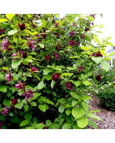 Arbre aux anémones ‘Hartlage Wine’ - Calycanthus (jacki-dee / flickr.com)