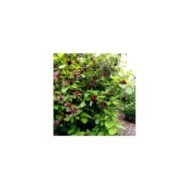 Arbre aux anémones ‘Hartlage Wine’ - Calycanthus (jacki-dee / flickr.com)