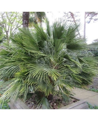 Palmier nain - Chamaerops humilis ( Leonora (Ellie) Enking / flickr.com)