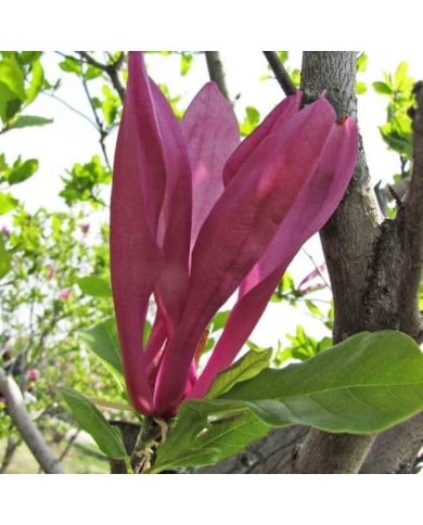 Magnolia 'Susan' - Flickr