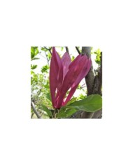 Magnolia 'Susan' - Flickr