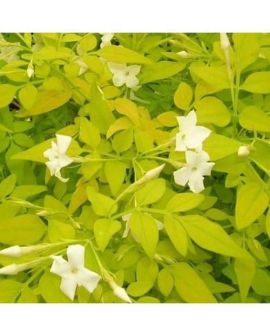 Jasmin blanc Aureum