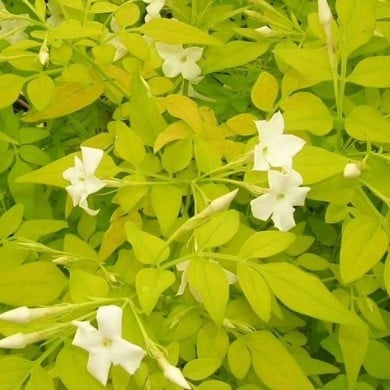 Jasmin blanc Aureum