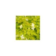 Jasmin blanc Aureum