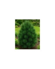 Pin parasol du Japon (Sciadopytis verticillata)