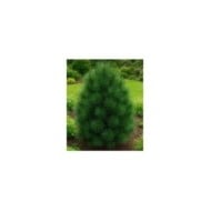 Pin parasol du Japon (Sciadopytis verticillata)
