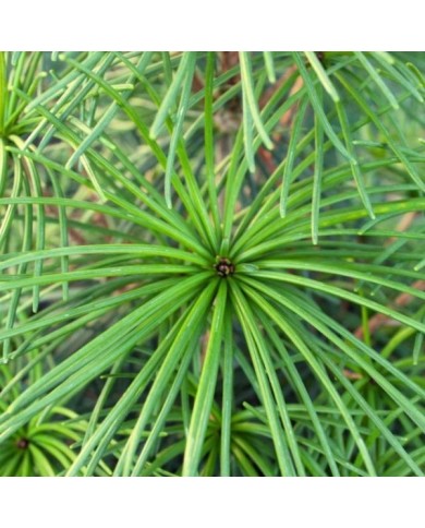 Sciadopytis verticillata - Pin parasol du Japon