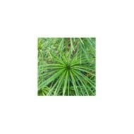 Sciadopytis verticillata - Pin parasol du Japon