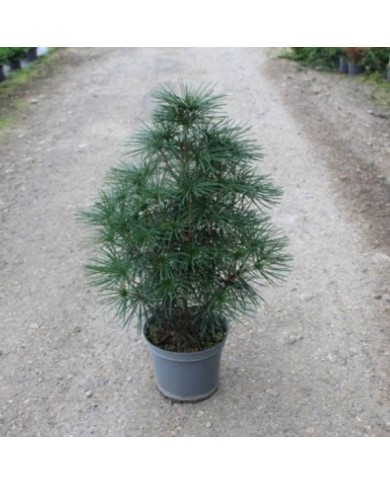 Sciadopytis verticillata - Pin parasol du Japon - Pot de 7 -5 litres