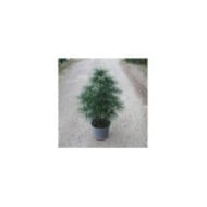 Sciadopytis verticillata - Pin parasol du Japon - Pot de 7 -5 litres