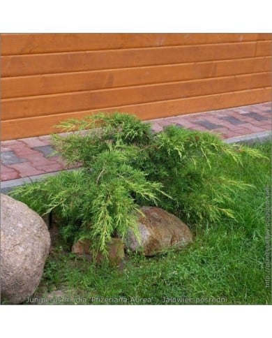Genévrier Pfitzeriana Aurea (Juniperus x media) (Babij)