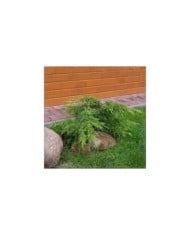 Genévrier Pfitzeriana Aurea (Juniperus x media) (Babij)