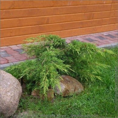 Genévrier Pfitzeriana Aurea (Juniperus x media) (Babij)