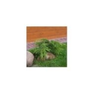 Genévrier Pfitzeriana Aurea (Juniperus x media) (Babij)