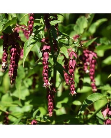 Arbre aux faisans Purple Rain - Leycesteria (Lotus Johnson)