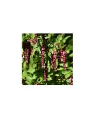 Arbre aux faisans Purple Rain - Leycesteria (Lotus Johnson)