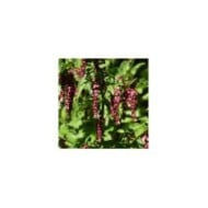 Arbre aux faisans Purple Rain - Leycesteria (Lotus Johnson)