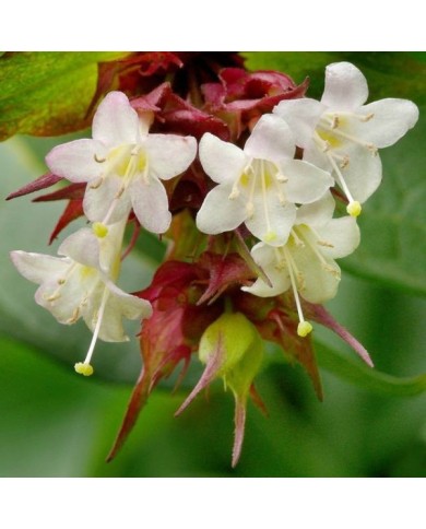 Arbre aux faisans Purple Rain - Leycesteria (James Gaither)