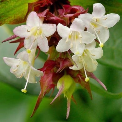 Arbre aux faisans Purple Rain - Leycesteria (James Gaither)