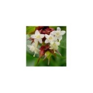 Arbre aux faisans Purple Rain - Leycesteria (James Gaither)