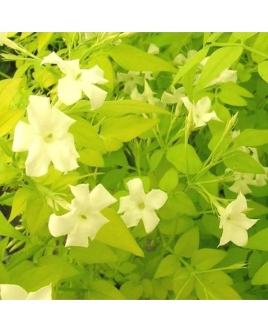 Jasmin blanc Aureum