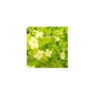 Jasmin blanc Aureum