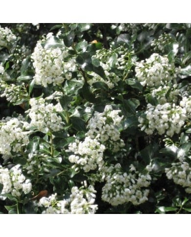 Escallonia 'Iveyi' (A. Barra / wikimedia.org)