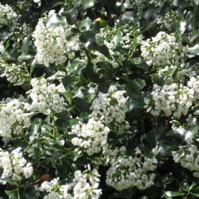 Escallonia 'Iveyi' (A. Barra / wikimedia.org)