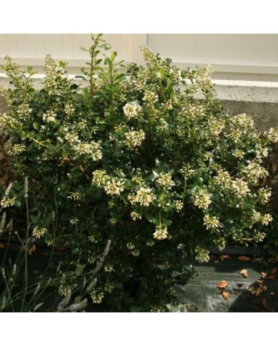 Escallonia 'Iveyi' (mariesophie Bock Digne / flickr.com)