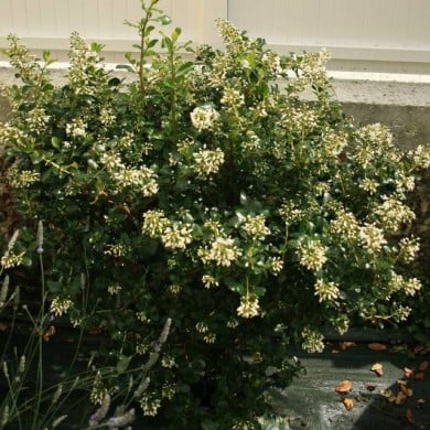 Escallonia 'Iveyi' (mariesophie Bock Digne / flickr.com)