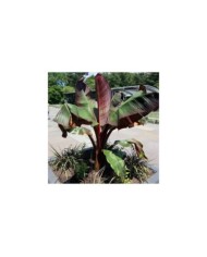 Bananier rouge d’Abyssinie - Musa ensete ‘Maurelli’ (KATHERINE WAGNER-REISS / wikimedia.org)