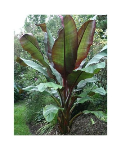 Bananier rouge d’Abyssinie - Ensete ventricosum 'Maurelii' (Gardening Solutions / flickr.com)