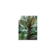 Bananier rouge d’Abyssinie - Ensete ventricosum 'Maurelii' (Gardening Solutions / flickr.com)