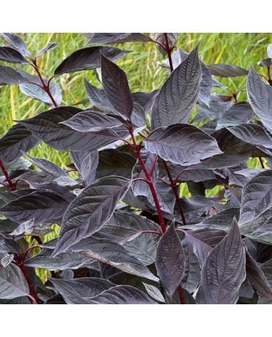 Cornouiller blanc Nightfall 'Verpaalen3' (Cornus alba) (Sapho)
