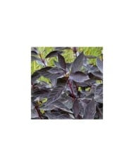 Cornouiller blanc Nightfall 'Verpaalen3' (Cornus alba) (Sapho)