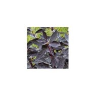 Cornouiller blanc Nightfall 'Verpaalen3' (Cornus alba) (Sapho)