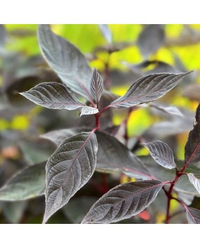 Cornouiller blanc Nightfall 'Verpaalen3' (Cornus alba) (Sapho)