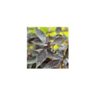 Cornouiller blanc Nightfall 'Verpaalen3' (Cornus alba) (Sapho)