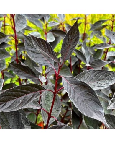 Cornouiller blanc Nightfall 'Verpaalen3' (Cornus alba) (Sapho)