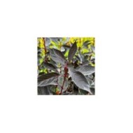 Cornouiller blanc Nightfall 'Verpaalen3' (Cornus alba) (Sapho)