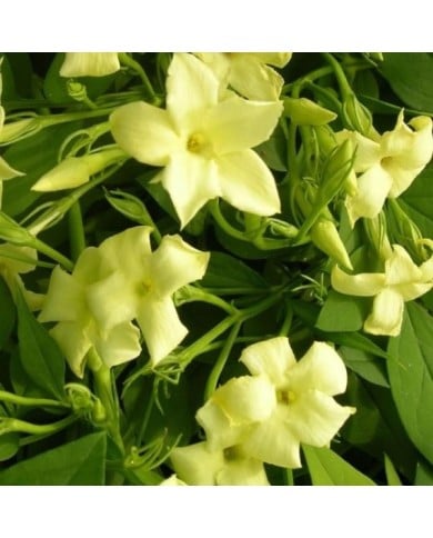 Jasmin blanc Clotted Cream® 'Devon Cream'