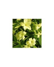 Jasmin blanc Clotted Cream® 'Devon Cream'
