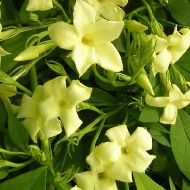 Jasmin blanc Clotted Cream® 'Devon Cream'