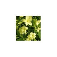 Jasmin blanc Clotted Cream® 'Devon Cream'