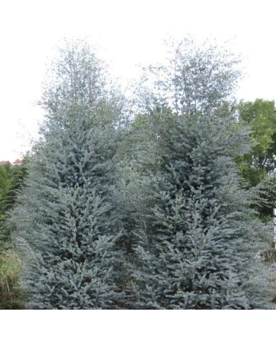 Eucalyptus Azura - allure générale de l'arbuste (Globe Planter)