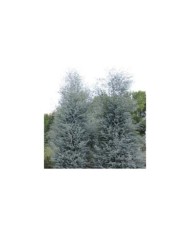 Eucalyptus Azura - allure générale de l'arbuste (Globe Planter)