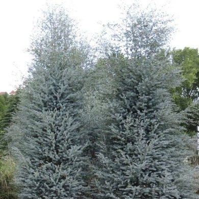 Eucalyptus Azura - allure générale de l'arbuste (Globe Planter)