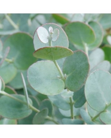 Eucalyptus Azura - gros plan feuillage (Globe Planter)